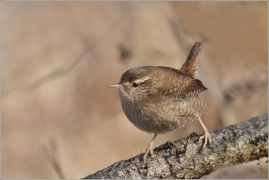 <p>STŘÍZLÍK OBECNÝ (Troglodytes troglodytes) ----- /Eurasian wren - Zaunköking/</p>
